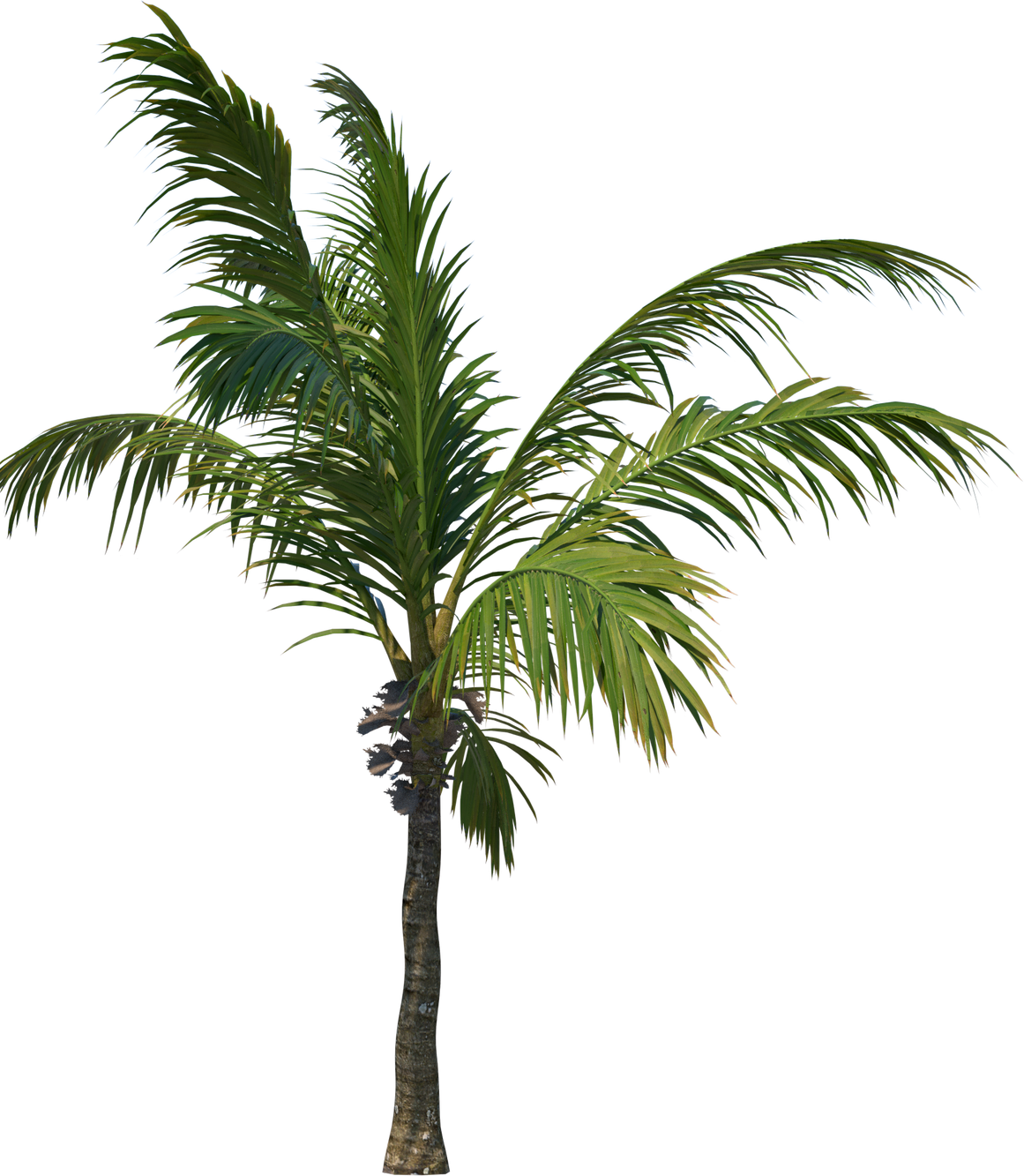 Coconut tree palm